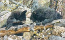 Carl Brenders - Double Dare