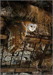 Carl Brenders - Mysterious Visitor - Barn Owl