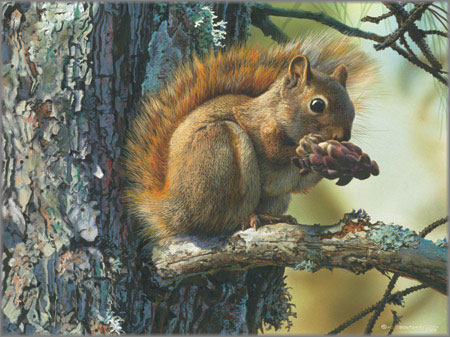 Squirrel 8x10 GLOSSY Photo Picture IMAGE #3 Squirrels 8 x 10 