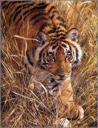 Carl Brenders - Tall Grass - Tiger