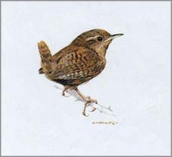 Carl Brenders - Wren Study