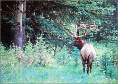 Alan Brown - Elk at Yellowstone