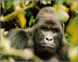 Alan Brown - Guhonda