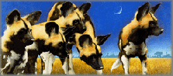 Will Bullas - Africa by the Pack Will Bullas - Africa by the Pack