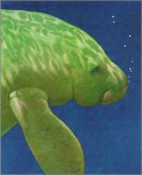 Will Bullas - Miss Florida