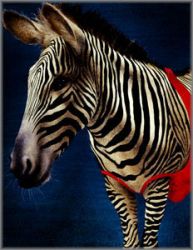 Will Bullas - Zee-Bra