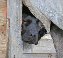 John Bye - Let Me Out