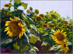 June Carey - Sunflowers near Cortona