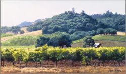 June Carey - Summer Vineyard