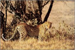 Simon Combes - Biggest Leopard