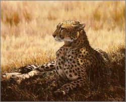 Simon Combes - Disdain