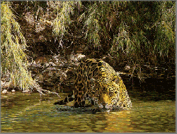 Simon Combes - Eyes of Warning