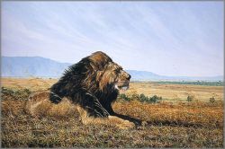 Simon Combes - Facing the Wind