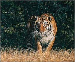 Simon Combes - From the Shadows