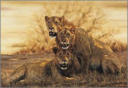 Simon Combes - Hot Lions