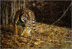 Simon Combes - Indian Summer