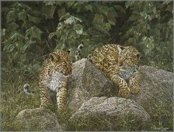 Simon Combes - Leopard Cubs