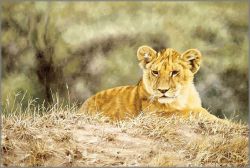 Simon Combes - Lion Cub