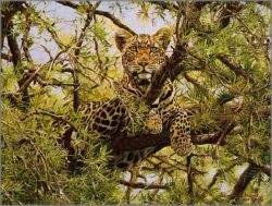 Simon Combes - Lookout