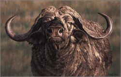 Simon Combes - Menace