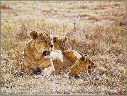 Simon Combes - Midday Sun