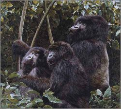 Simon Combes - Mountain Gorillas
