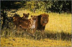 Simon Combes - Pride