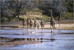 Simon Combes - Ripples and Reflections