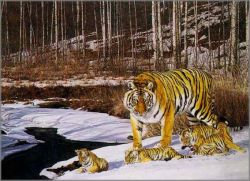 Simon Combes - Siberian Winter