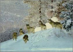 Simon Combes - Snow Pack