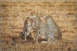 Simon Combes - Study in Concentration