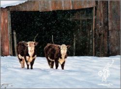 Tim Cox - Hick's Hereford Heifers