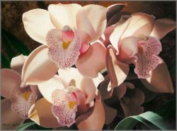 Brian Davis - Cymbidium Spray