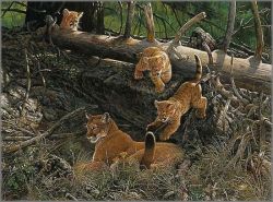 John Dawson - Attack