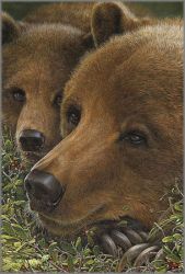 John Dawson - Berry Contented