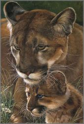 John Dawson - Ready for the Attack