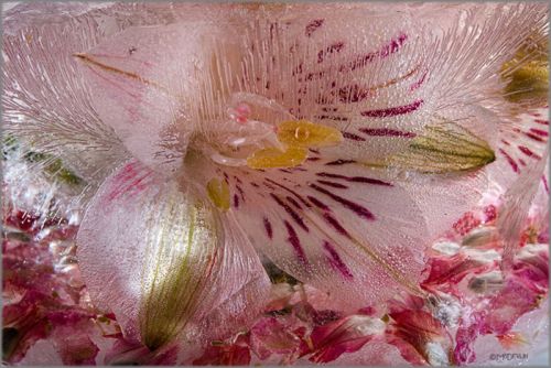 Mo Devlin - Alstromeria on Petal Confetti