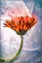 Mo Devlin - Cracked Amber
