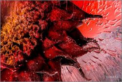 Mo Devlin - Devilish Red