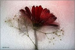Mo Devlin - Mist on Maroon