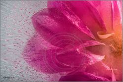 Mo Devlin - Pink Sparks