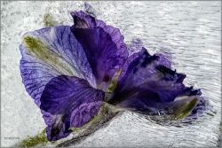 Mo Devlin - Purple Streams
