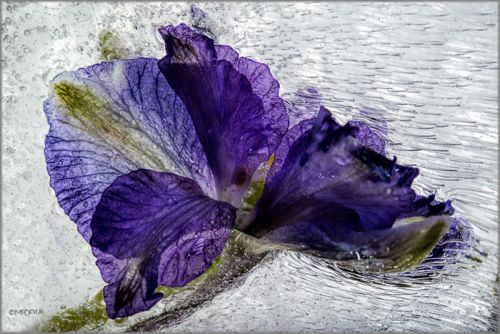 Mo Devlin - Purple Streams