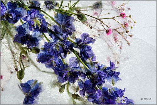 Mo Devlin - Thin Slice of Purple