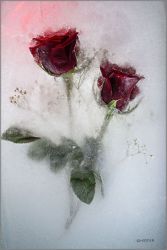 Mo Devlin - Twin Roses