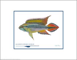 Flick Ford - Agassizi's Dwarf Cichlid