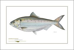 Flick Ford - American Shad