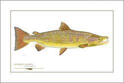 Flick Ford - Atlantic Salmon