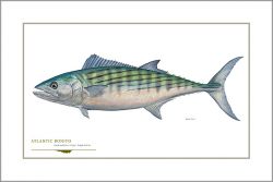 Flick Ford - Atlantic Bonito