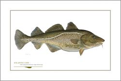 Flick Ford - Atlantic Cod